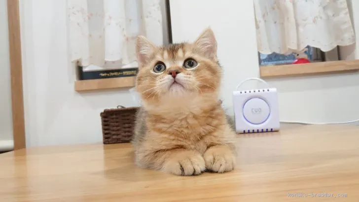 ID:2004-00198の子猫