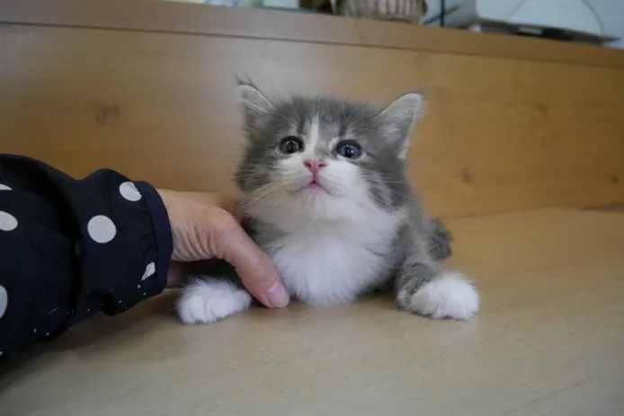 ID:1505-00200の子猫
