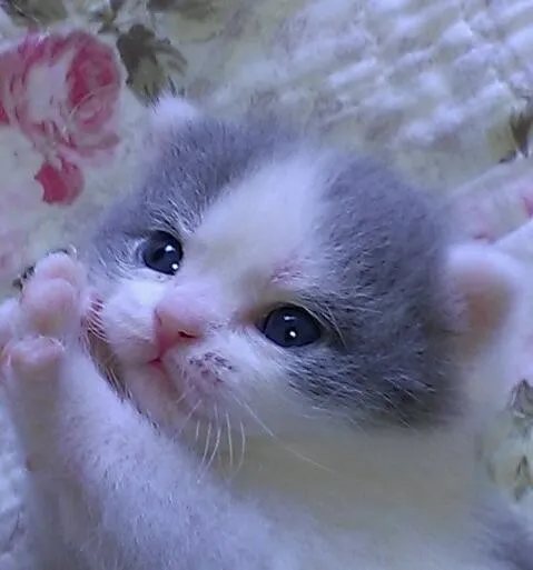 ID：1306-00049の子猫