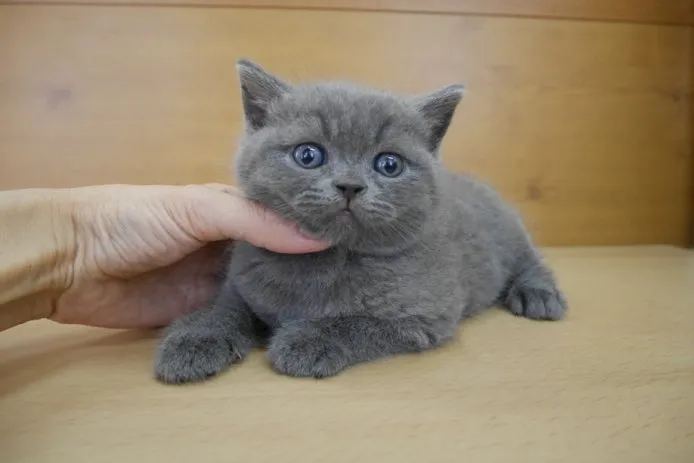 ID:1409-00079の子猫