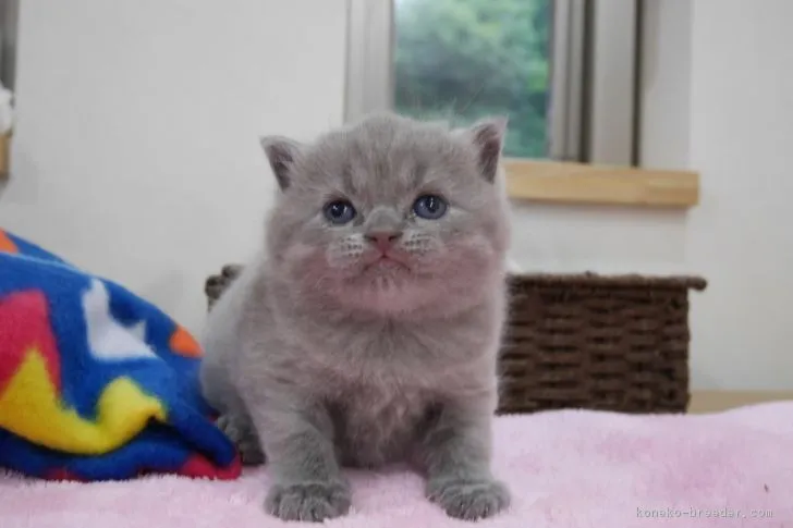 ID:1710-00669の子猫