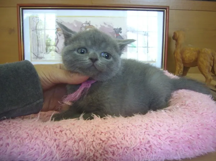 ID:1305-00014の子猫