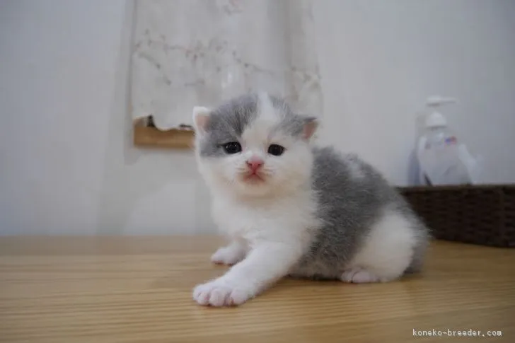 ID:1808-00945の子猫