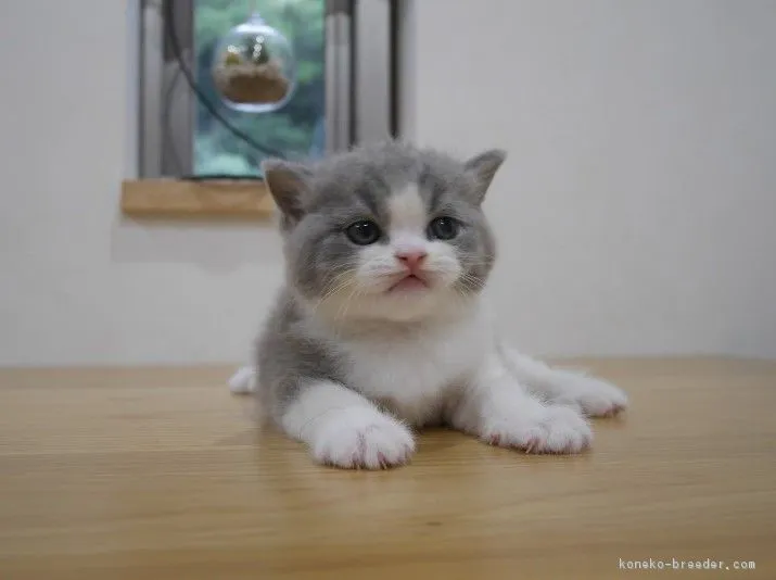 ID:1809-01551の子猫