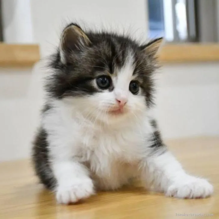 ID:2206-02939の子猫