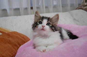 ノルウェージャンフォレストキャット【愛知県・男の子・2017年1月31日・ブラウンマッカレルタビー&ホワイト】の写真「きれいな八割れのイケメン君♪」