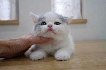 ブリティッシュショートヘア【愛知県・男の子・2017年9月28日・ブルー&ホワイト（ショート）】の写真「ホワイトおおめで優しい雰囲気の毛色です♪」