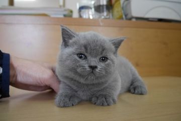ブリティッシュショートヘア【愛知県・男の子・2015年12月24日・ブルー（ショート）】の写真「まんまるお顔のイケメン君♪人気のブリテッシュブルー」