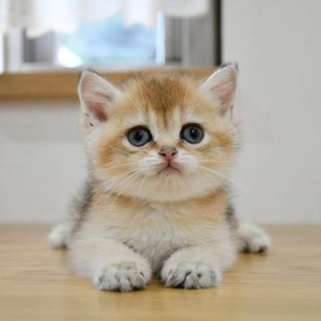 ブリティッシュショートヘア【愛知県・男の子・2023年7月22日・ゴールド(ブラックゴールデンシェーデッド)】の写真「まん丸お顔のイケメン君。とてもフレンドリー♪」