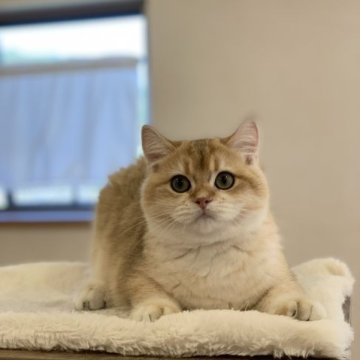 ブリティッシュショートヘア【愛知県・女の子・2023年5月14日・ゴールド】の写真「まん丸お顔の美人さん お値下げしました♪」