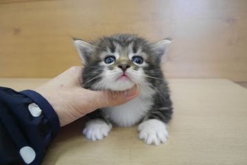ノルウェージャンフォレストキャット【愛知県・男の子・2015年3月29日・ブラウンタビー&ホワイト】の写真「お顔がとってもキュートな男の子♪」