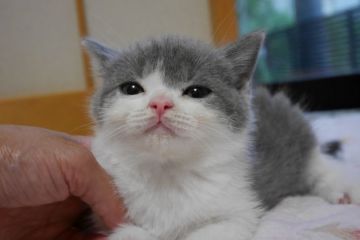 ブリティッシュショートヘア【愛知県・男の子・2016年5月23日・ブルー&ホワイト（ショート）】の写真「まん丸お顔のイケメン君♪」