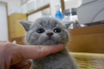 ブリティッシュショートヘア【愛知県・男の子・2016年1月28日・ブルー（ショート）】の写真「まん丸お顔のイケメン君♪」