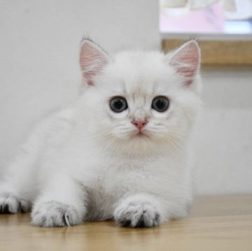 ブリティッシュショートヘア【愛知県・男の子・2023年3月12日・ゴールデンポイント】の写真「美しい希少カラー♪ボーナス応援価格♪」