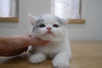 ブリティッシュショートヘア【愛知県・男の子・2017年9月28日・ブルー&ホワイト（ショート）】の写真「11/１９までの限定販売！ホワイト多めイケメン君♪」