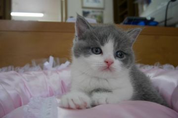 ブリティッシュショートヘア【愛知県・男の子・2015年4月19日・ブルー】の写真「まん丸顔の美人さん♪人気のブルー＆ホワイト♪」