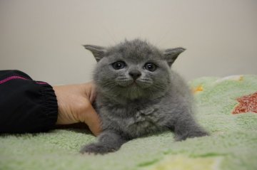 ブリティッシュショートヘア【愛知県・女の子・2014年9月13日・ブルー】の写真「まん丸お顔の美人さん♪元気一杯♪」