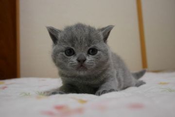 ブリティッシュショートヘア【愛知県・男の子・2016年5月5日・ブルー（ショート）】の写真「まん丸お顔のイケメン君。超絶可愛い♪」