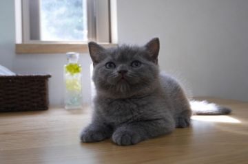 ブリティッシュショートヘア【愛知県・女の子・2018年8月21日・ブルー（ショート）】の写真「まん丸お顔の美人さん♪お値打ち価格販売です♪」