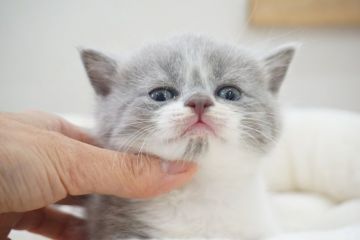 ブリティッシュショートヘア【愛知県・男の子・2019年4月30日・ブルー&ホワイト（ショート）】の写真「人気のブルー＆ホワイトをお値打ち価格で販売中♪」