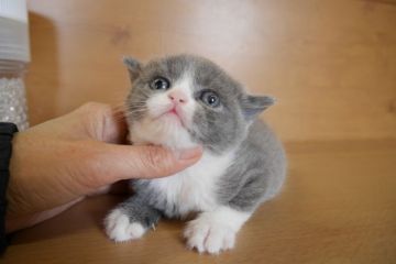 ブリティッシュショートヘア【愛知県・女の子・2014年12月31日・ブルー&ホワイト】の写真「まん丸お顔の美人さん♪パパはチャンピオン♪」