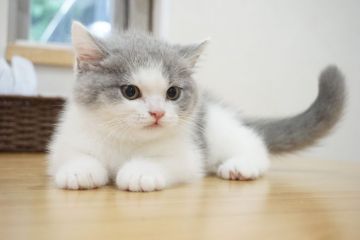 ブリティッシュショートヘア【愛知県・男の子・2019年5月16日・ブルー&ホワイト（ショート）】の写真「ママはTICAチャンピオ♪人気のブルー＆ホワイト♪」