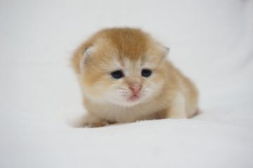 ブリティッシュショートヘア【愛知県・女の子・2020年7月9日・ゴールド チンチラゴールデン】の写真「美しいチンチラカラー。大変珍しいお色です」