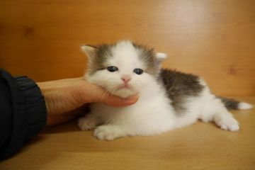 ノルウェージャンフォレストキャット【愛知県・女の子・2015年1月1日・ブラウンマッカレルタビー&ホワイト】の写真「毛量たっぷり美人さん♪」