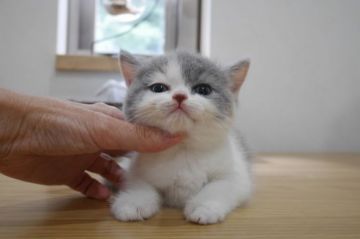 ブリティッシュショートヘア【愛知県・女の子・2018年7月30日・ダイリュートキャリコ（ショート）】の写真「可愛い三毛ちゃん♪人気のダイリュートキャリコ♪」