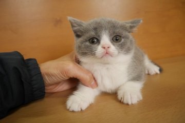 ブリティッシュショートヘア【愛知県・女の子・2014年10月19日・ブルー&ホワイト】の写真「まん丸お顔の美人さん♪可愛い八割れ♪」