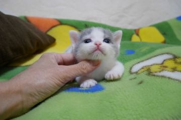 ブリティッシュショートヘア【愛知県・男の子・2017年4月23日・ブルー&ホワイト（ショート）】の写真「まん丸お顔のイケメン君♪人気のブルー＆ホワイト♪」