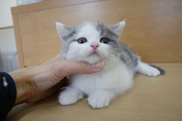 ブリティッシュショートヘア【愛知県・男の子・2015年3月8日・ブルー&ホワイト】の写真「人気のブルー＆ホワイトです♪人懐っこく優しい子です」