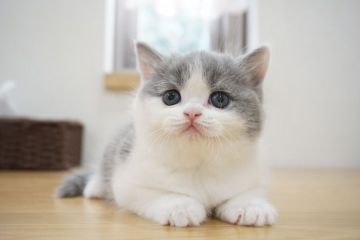 ブリティッシュショートヘア【愛知県・女の子・2019年5月10日・ブルー&ホワイト（ショート）】の写真「美形！ムチムチボディー！レベルの高い子猫です！」