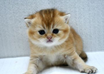 ブリティッシュショートヘア【愛知県・女の子・2021年3月31日・ゴールド ブラックゴールデンシェーデッド】の写真「美しいゴールデンカラー。両親外産。」