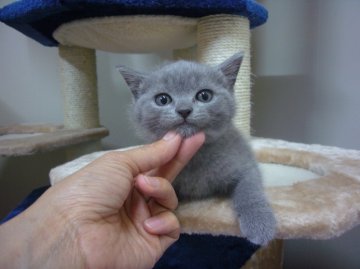 ブリティッシュショートヘア【愛知県・男の子・2013年4月18日・ブルー】の写真「」