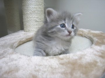 ノルウェージャンフォレストキャット【愛知県・女の子・2013年3月15日・ブルーパッチドマッカレルタビー】の写真「」