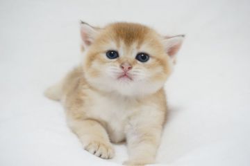 ブリティッシュショートヘア【愛知県・女の子・2020年7月9日・ゴールド (ブラックゴールデンティックドタビー)】の写真「美しいゴールデンカラー　まだ日本では珍しいお色です」