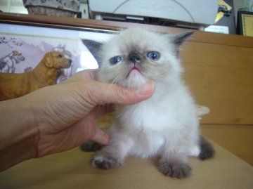 エキゾチックショートヘア【愛知県・女の子・2013年5月16日・シールポイント】の写真「パパはＩＣＣチャンピオン」