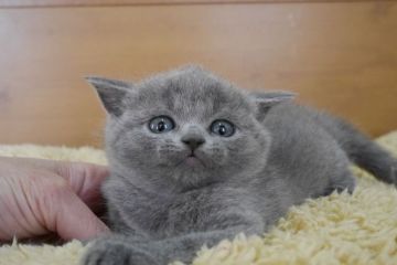 ブリティッシュショートヘア【愛知県・女の子・2016年3月8日・ブルー（ショート）】の写真「まん丸お顔の美人さん。キュートな女の子♪」