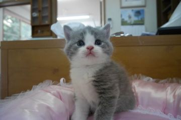 ブリティッシュショートヘア【愛知県・男の子・2015年4月30日・ブルー&ホワイト】の写真「なんてきれいなお顔なの？人気のブルー＆ホワイト♪」