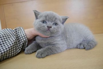 ブリティッシュショートヘア【愛知県・男の子・2015年3月6日・ブルー】の写真「まん丸お顔のイケメン君♪」