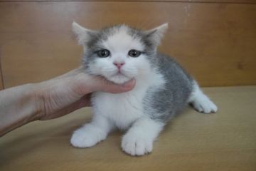 ブリティッシュショートヘア【愛知県・女の子・2015年3月8日・ブルー&ホワイト】の写真「人気のブルー＆ホワイトです♪人懐っこく優しい子です」