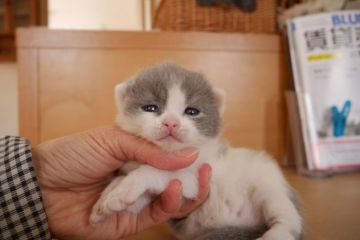 ブリティッシュショートヘア【愛知県・男の子・2015年3月8日・ブルー&ホワイト】の写真「人気のブルー＆ホワイトです♪パパはチャンピオン♪」