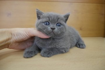 ブリティッシュショートヘア【愛知県・男の子・2014年8月20日・ブルー】の写真「パパはチャンピオン！まん丸お顔のイケメン君♪」