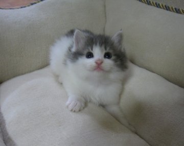 ノルウェージャンフォレストキャット【愛知県・女の子・2013年10月26日・ブルー&ホワイト】の写真「毛量たっぷり！ふかふかの子猫♪」