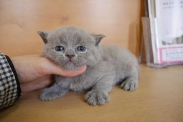 ブリティッシュショートヘア【愛知県・男の子・2015年3月6日・ブルー】の写真「まん丸お顔のイケメン君♪」