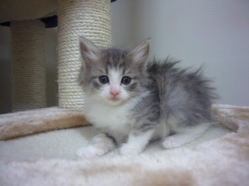 ノルウェージャンフォレストキャット【愛知県・男の子・2013年3月15日・ブルーマッカレルタビー&ホワイト】の写真「」