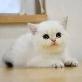 ブリティッシュショートヘア【愛知県・男の子・2022年9月30日・ゴールドポイント】の写真1「超希少な毛色！ゴールドポイントです♪」