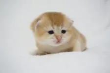 ブリティッシュショートヘア【愛知県・女の子・2020年7月9日・ゴールド チンチラゴールデン】の写真1