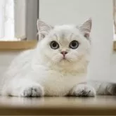 ブリティッシュショートヘア